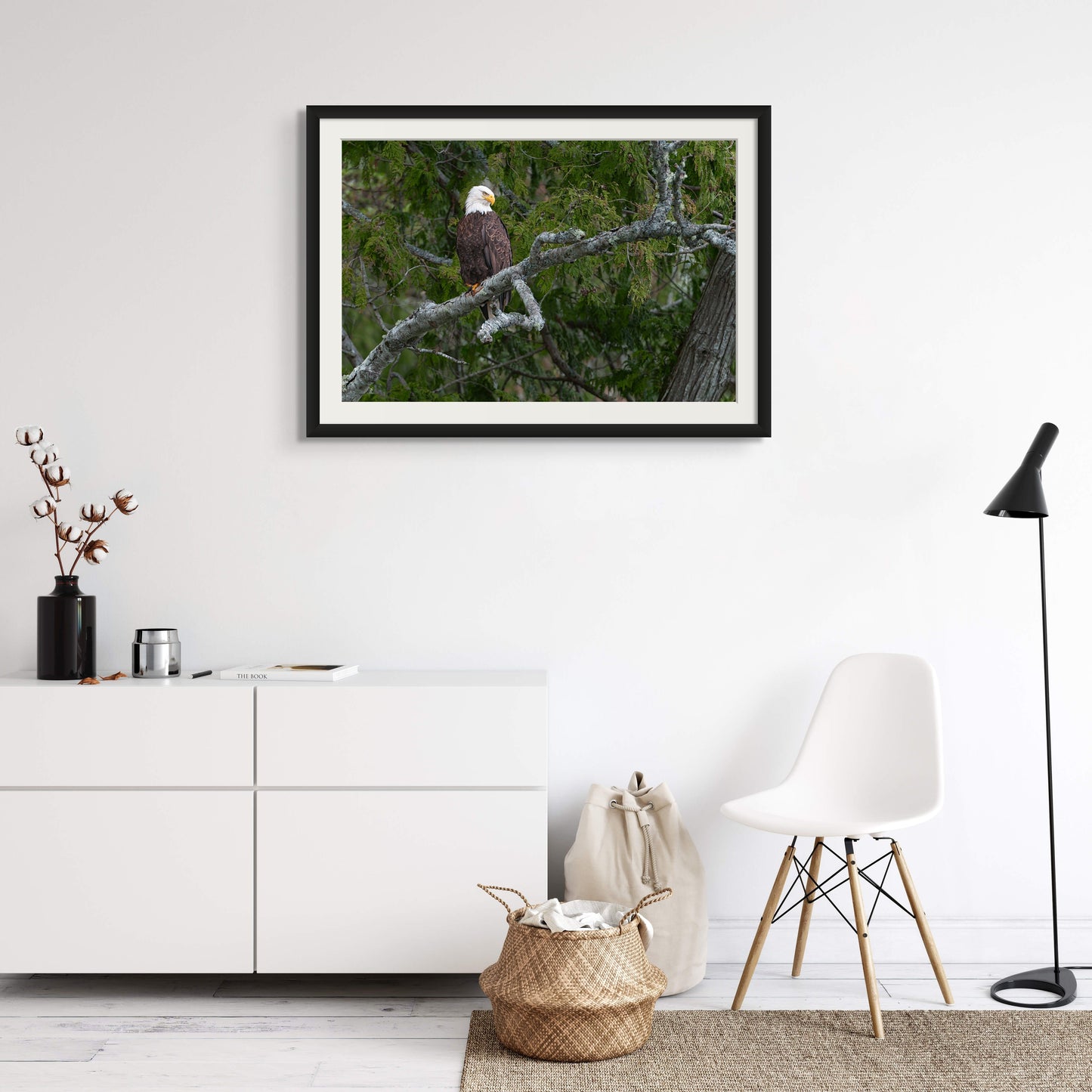 Bald Eagle on a Curved Branch