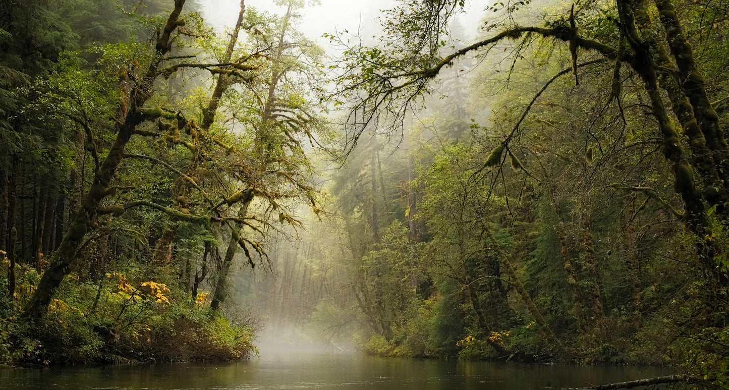 Deep in the Great Bear Rainforest