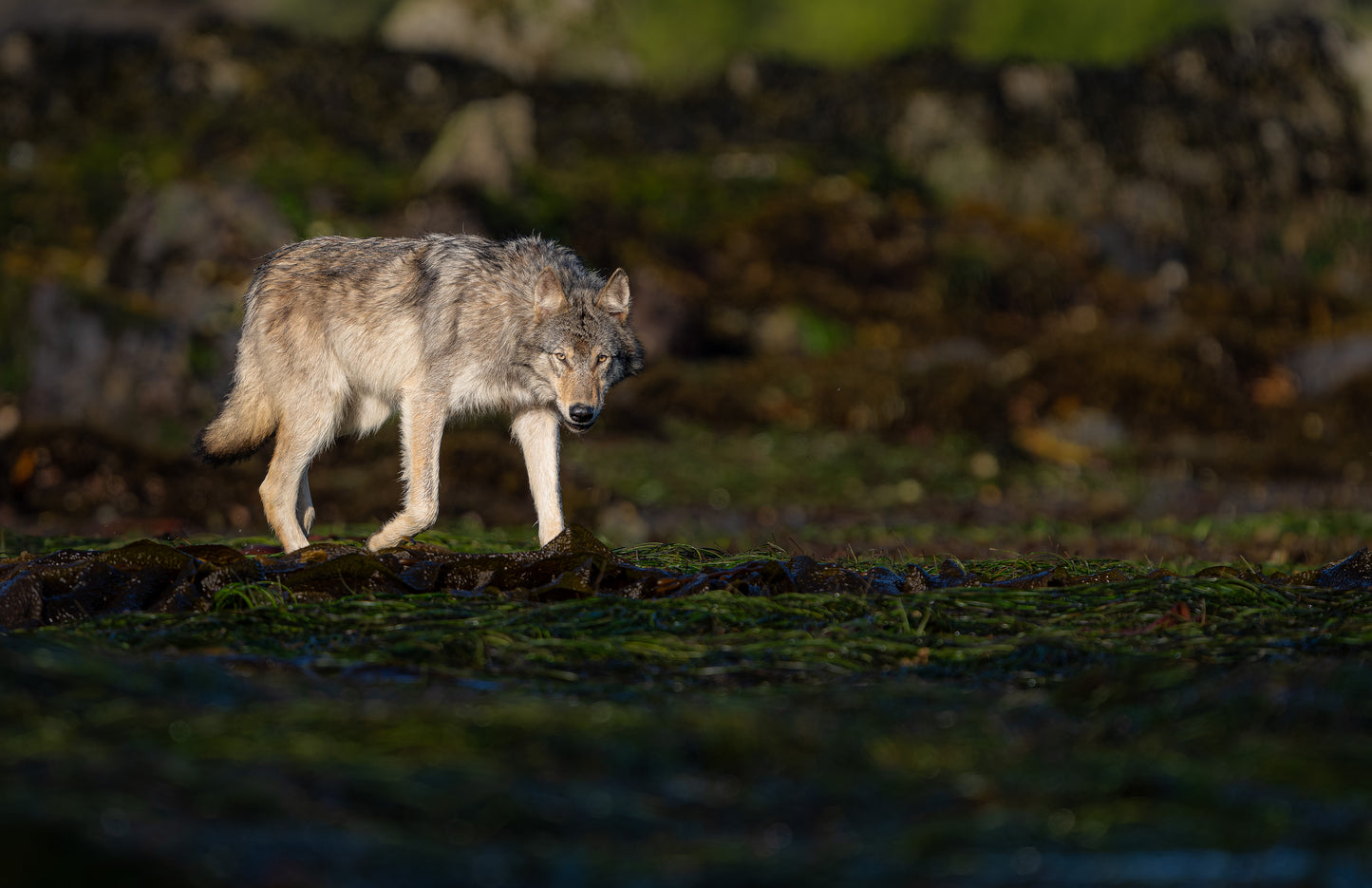 Art Card: Trotting Along