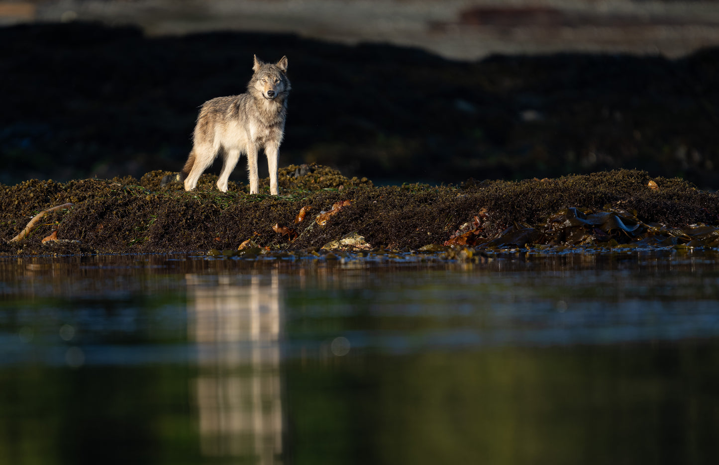 Art Card: Coastal Wolf Sunrise Reflection