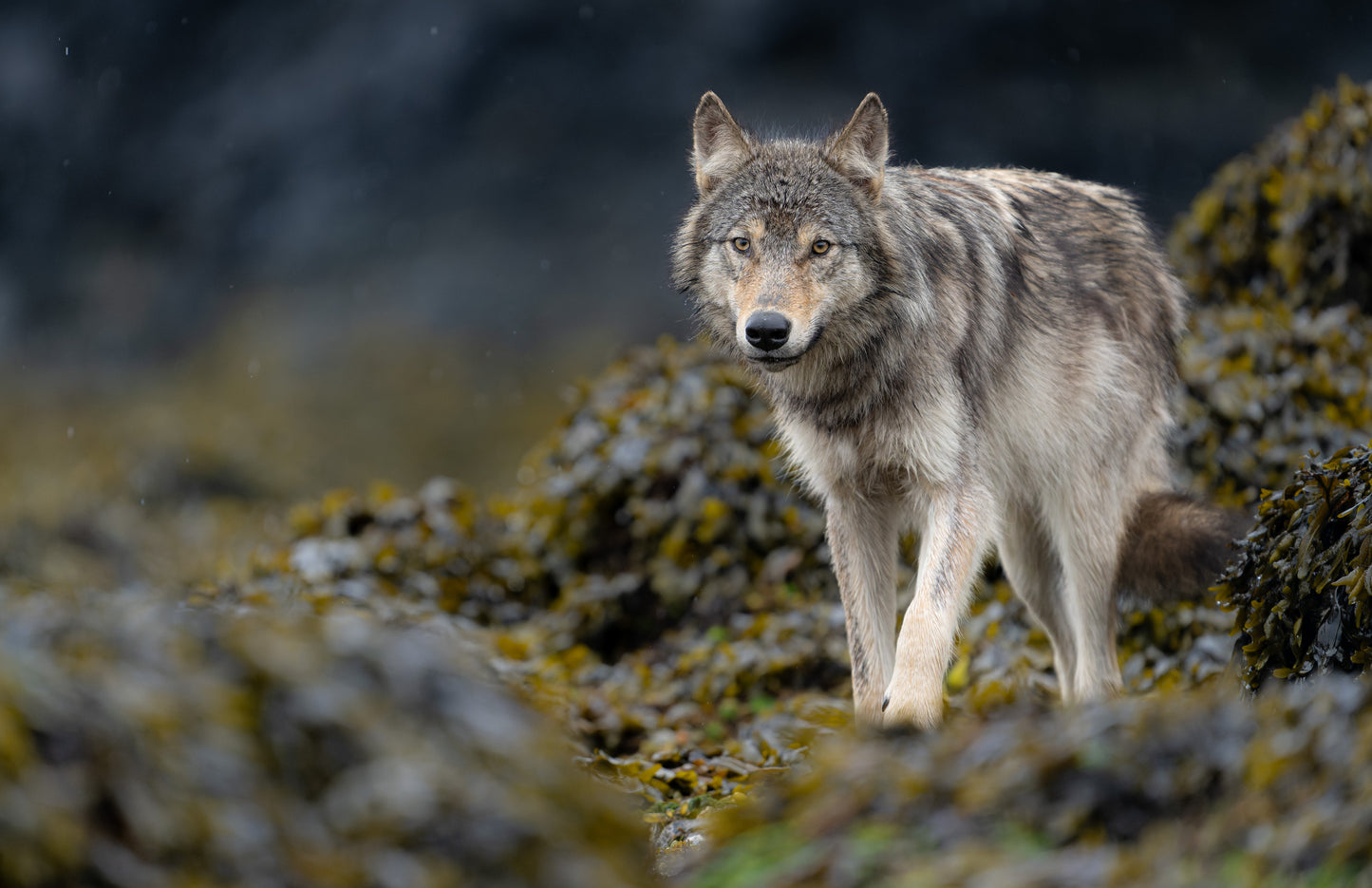 Art Card: Coastal Wolf on a Rainy Morning