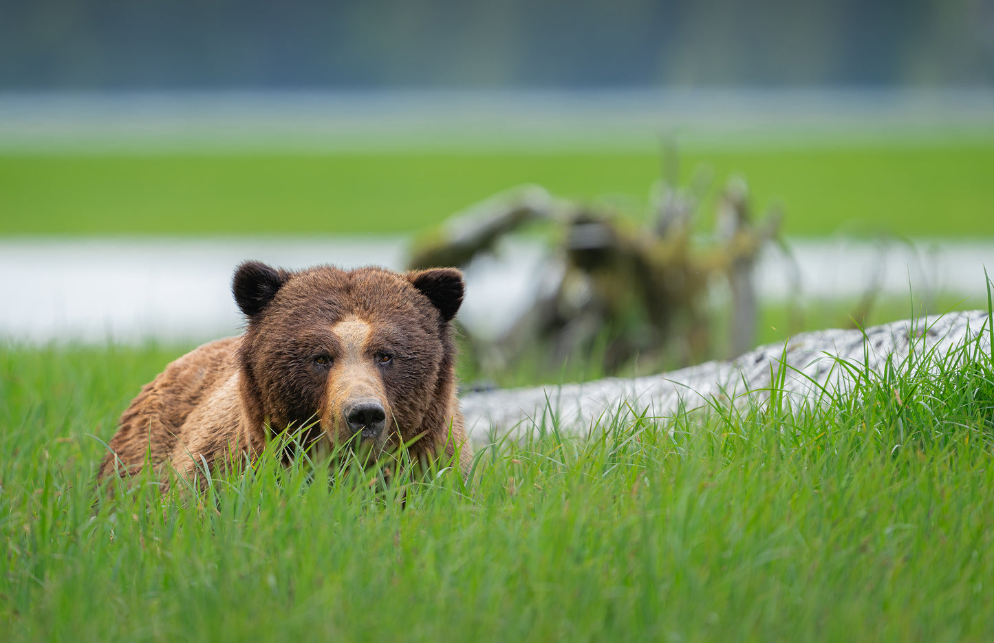 Spring Grizzly Bears