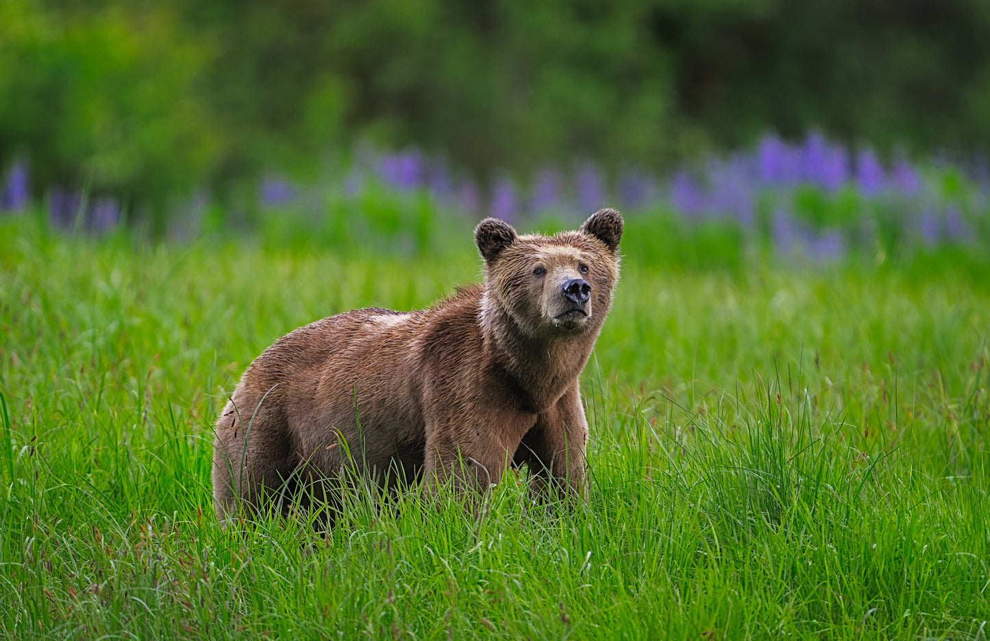 Spring Grizzly Bears