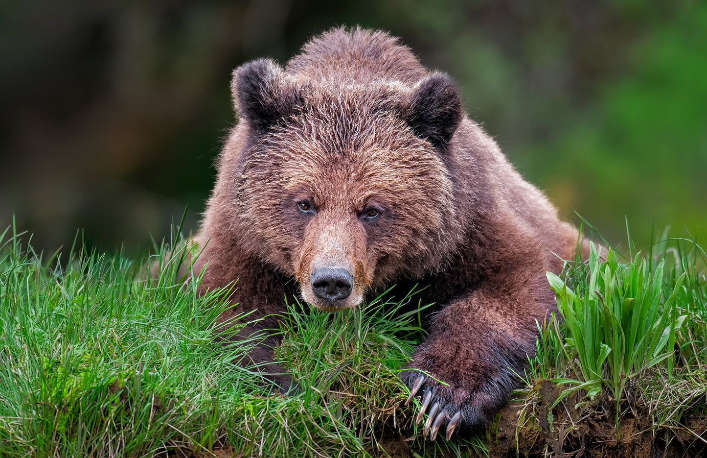 Spring Grizzly Bears