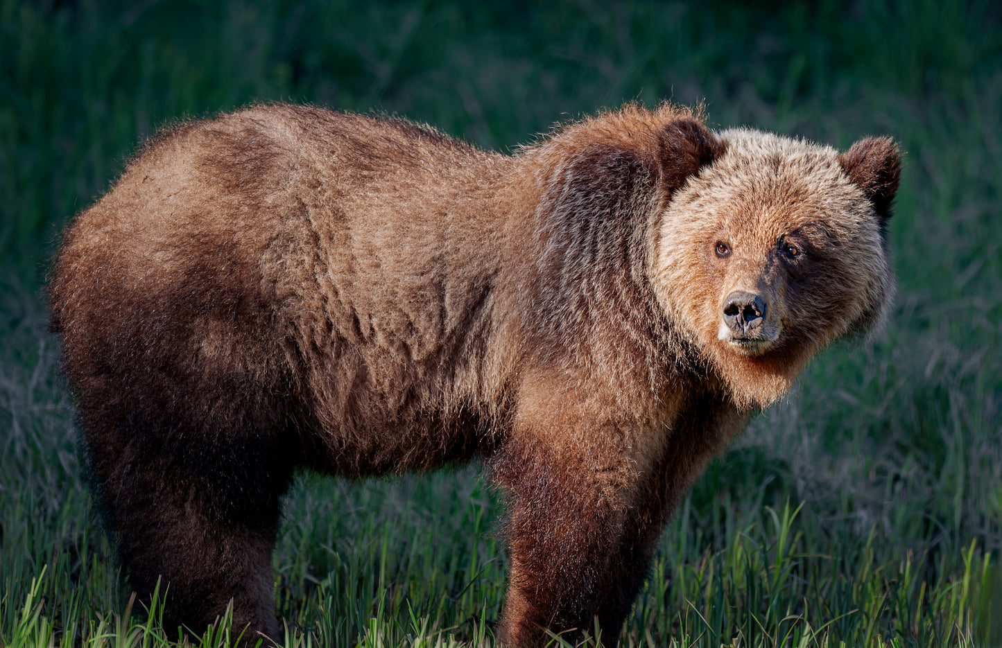 Spring Grizzly Bears