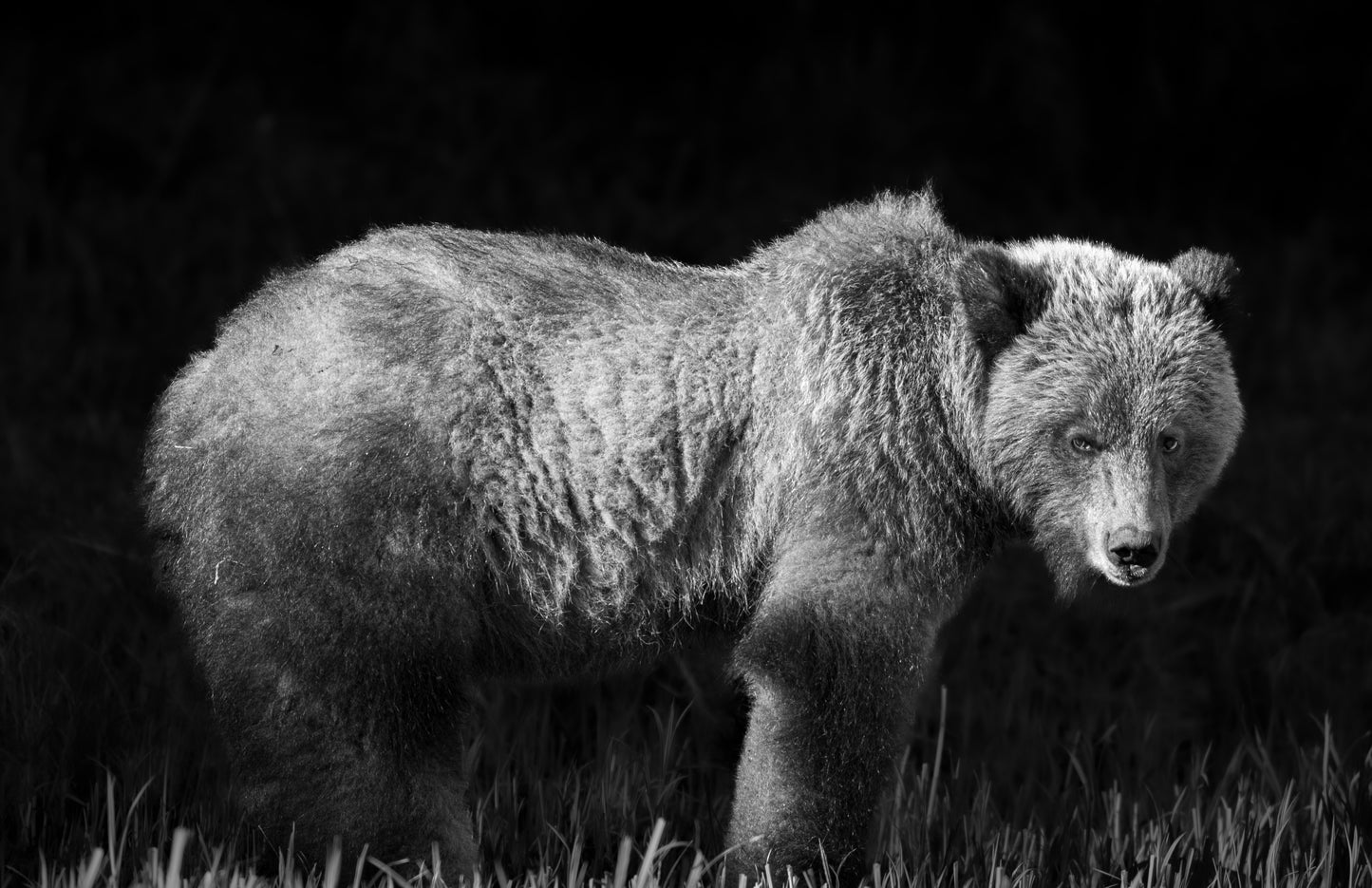 Art Card: Grizzly Sunbeam Monochrome