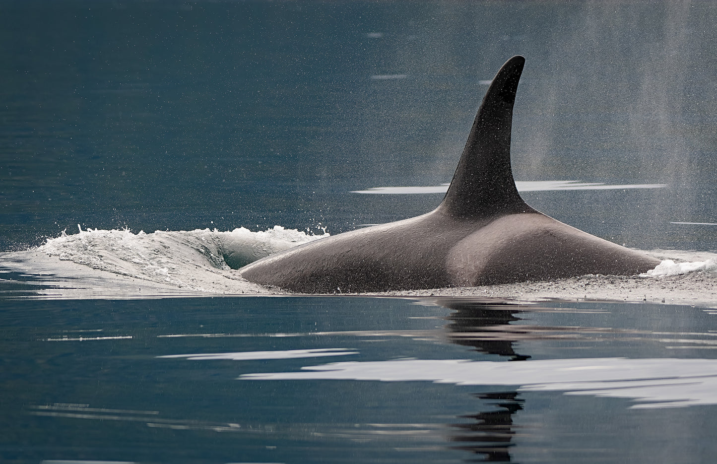 Art Card: Orca Lunge Colour