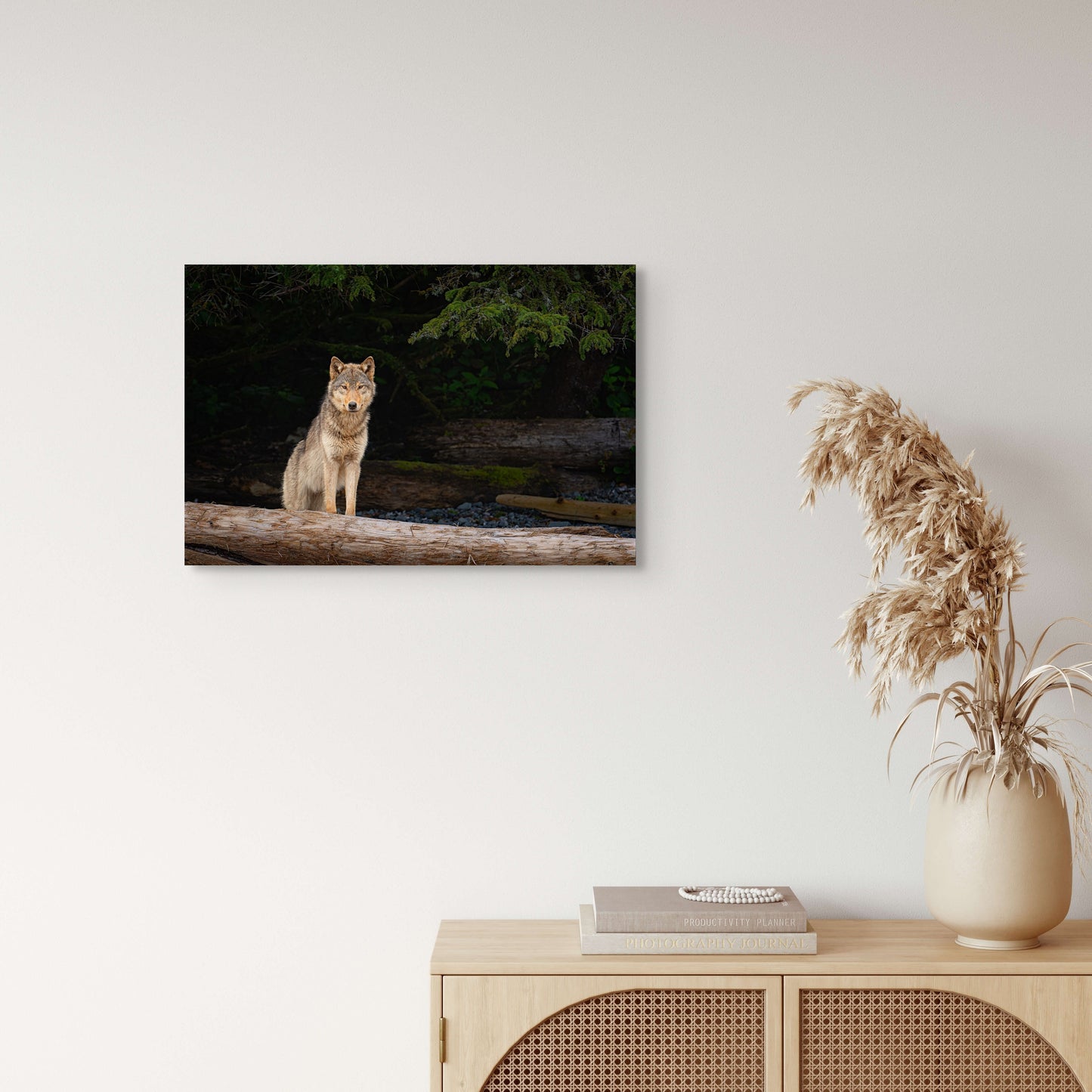 Coastal Wolf Emerges From The Forest