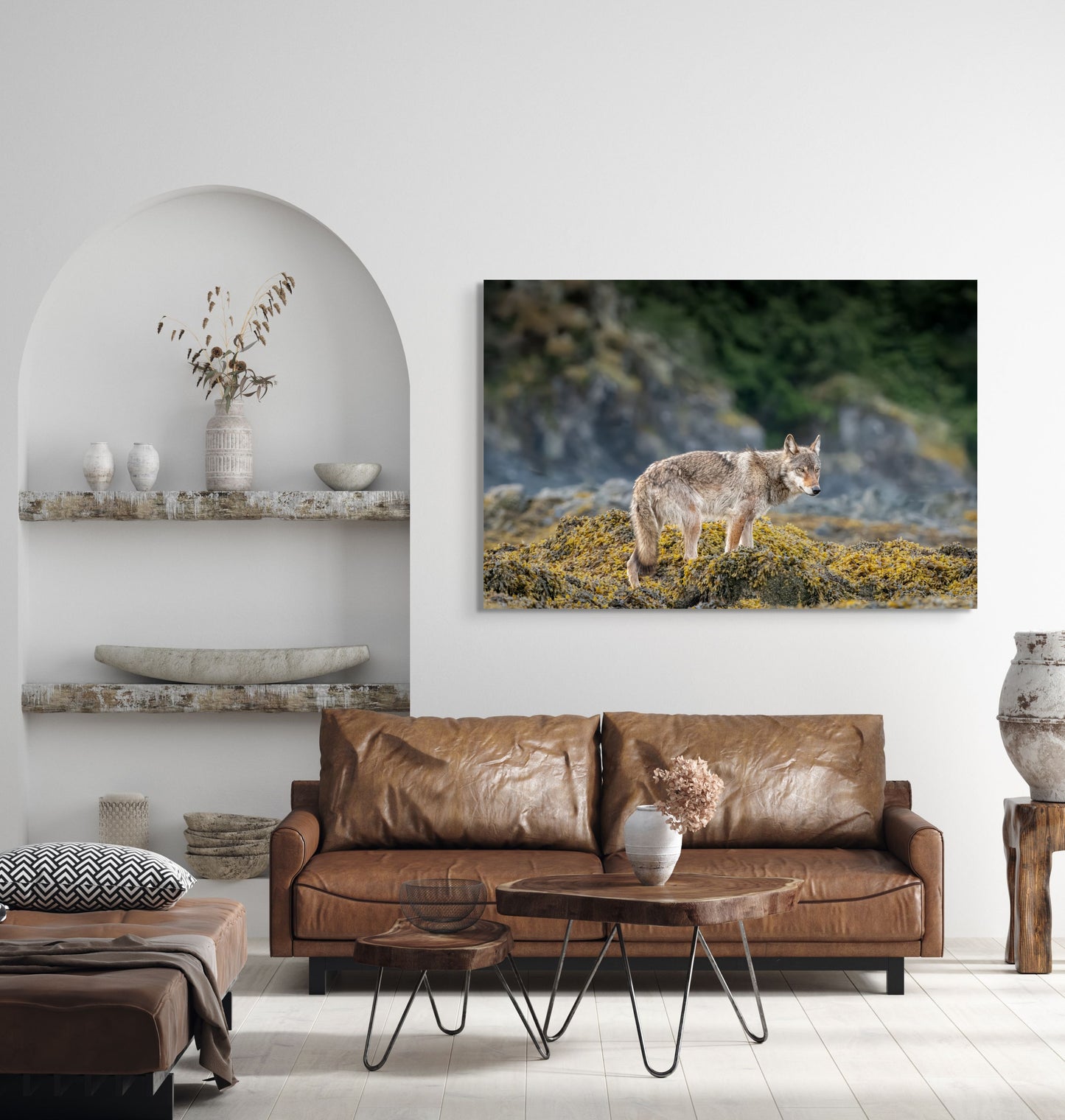 Coastal Wolf in the Kelp