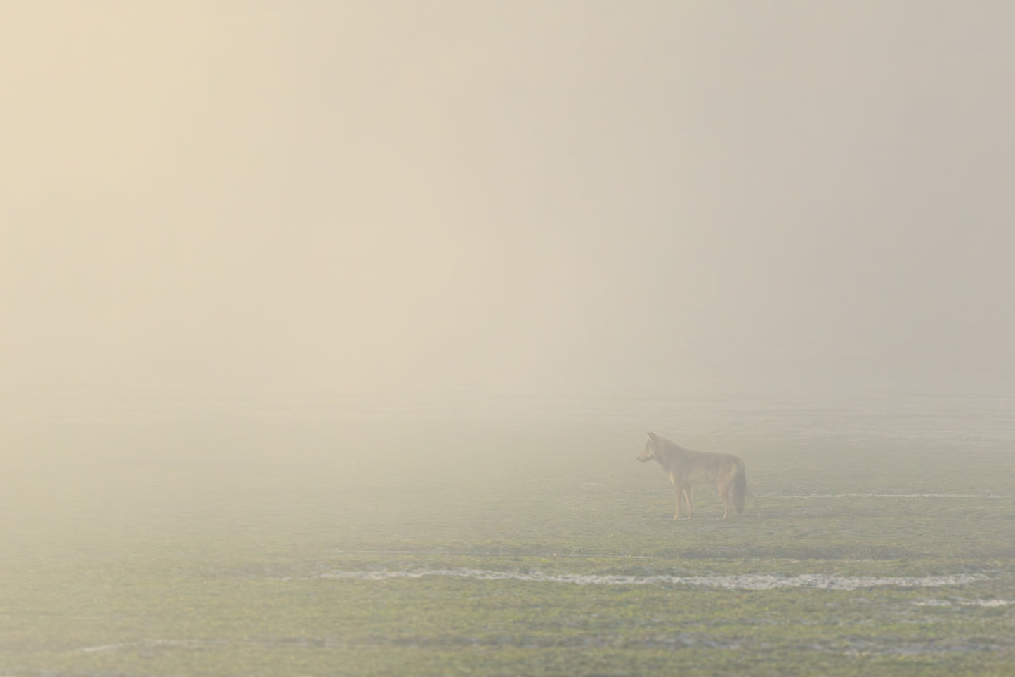 Coastal Wolf in the Mist