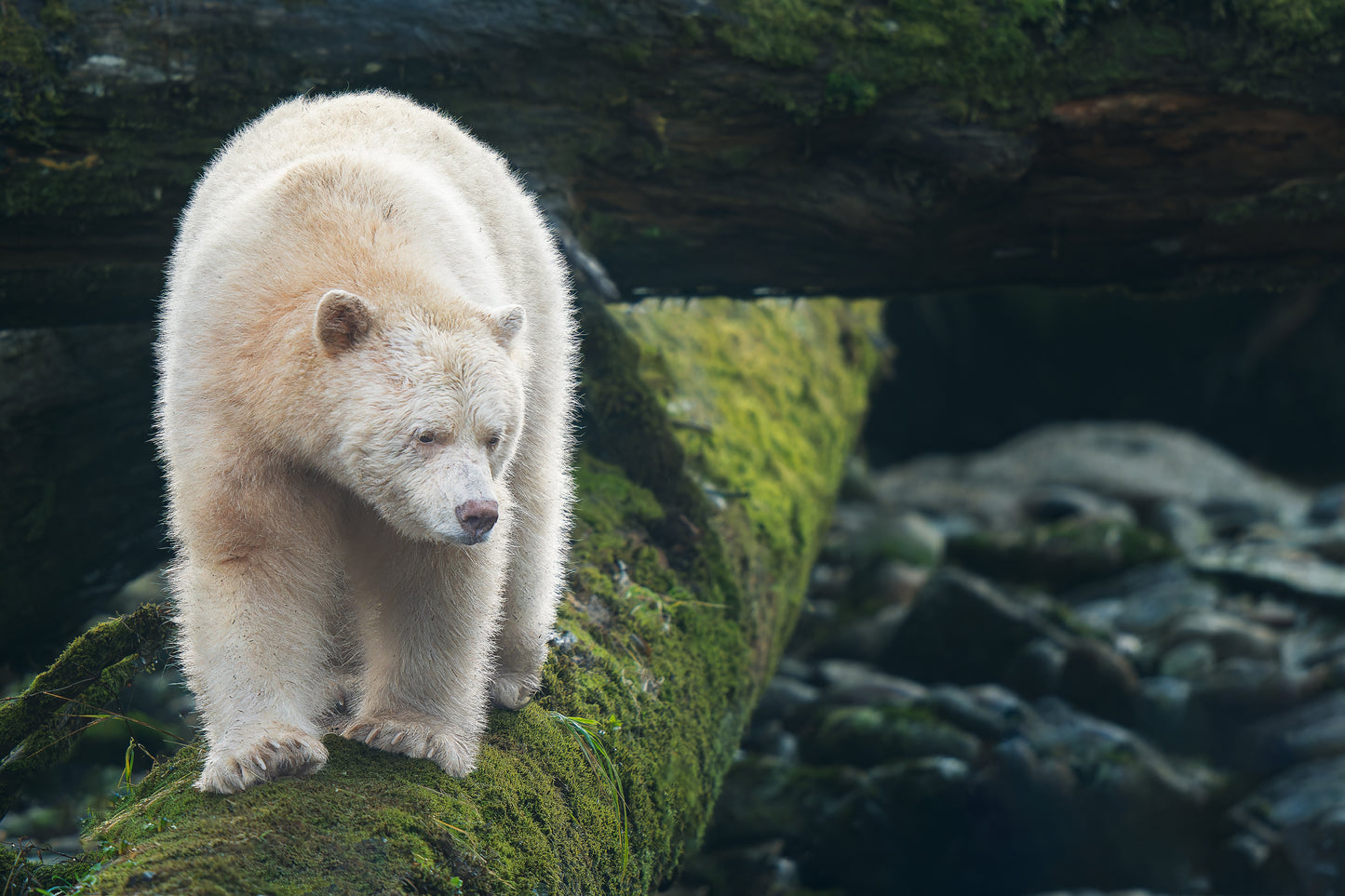 Spirit Bear Looks Off Mossy Log