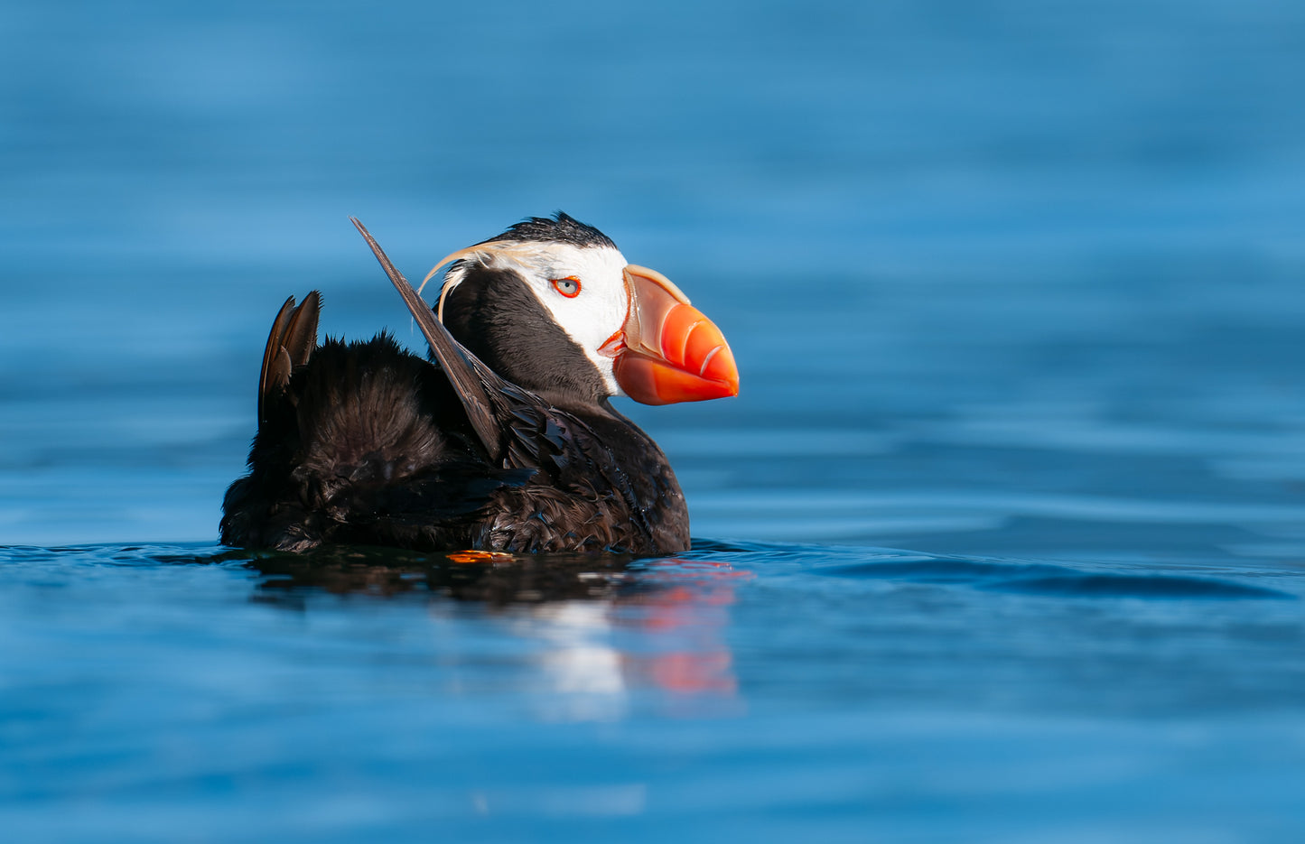 Art Card: Tufted Puffin Floats Along