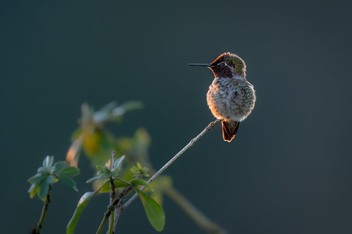 Anna's Hummingbird Warmed By Sunrise