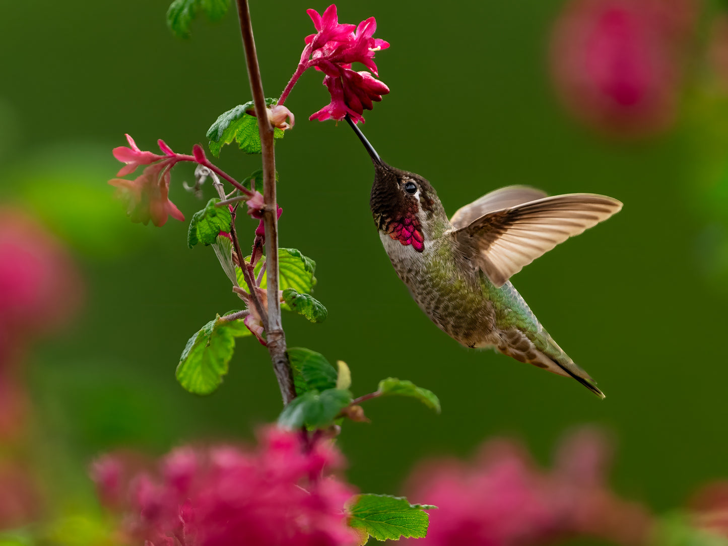 Hummingbird in Magenta and Green