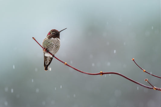 Hummingbird in a Snowstorm