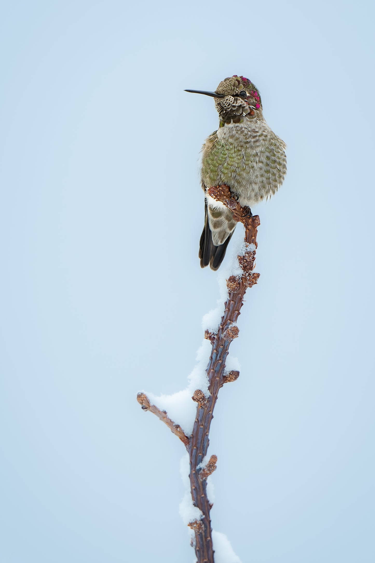 Hummingbird Snowy Perch