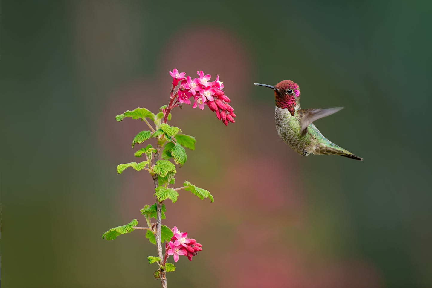 Anna's Hummingbird Male Hovering Near Flower