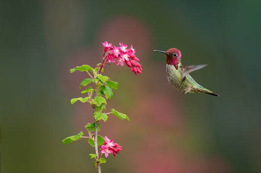 Anna's Hummingbird Male Hovering Near Flower