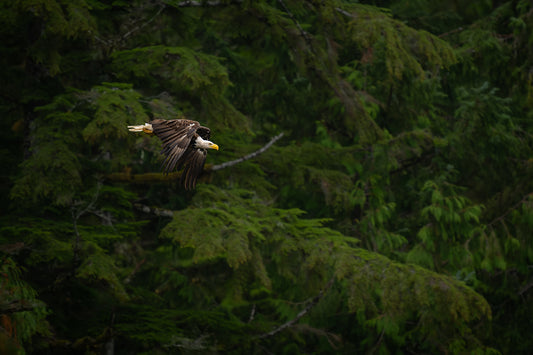 Bald Eagle Glides Through Rainforest