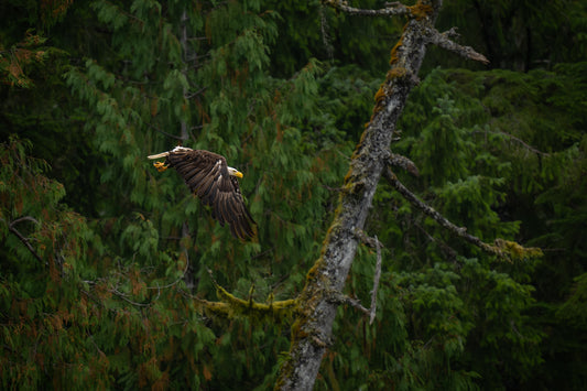 Bald Eagle Flies Past Dead Tree