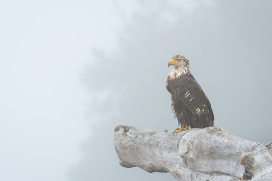 Fog Drenched Bald Eagle