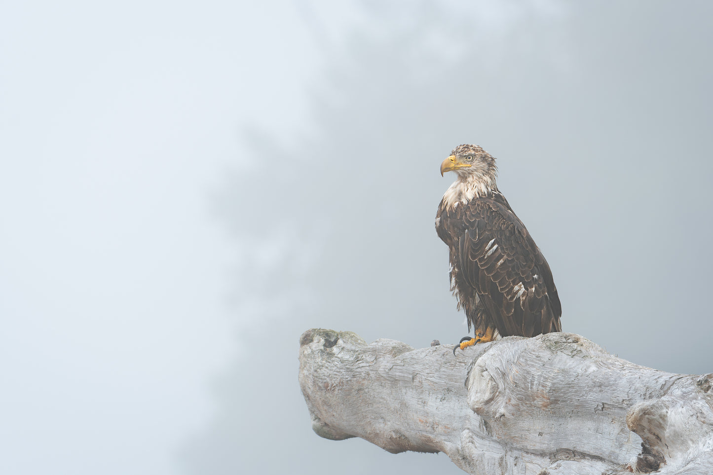 Fog Drenched Bald Eagle