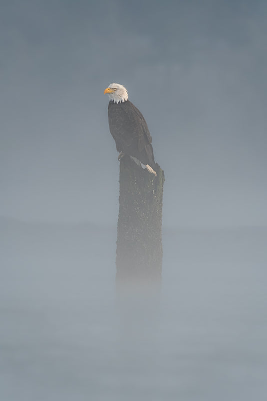 Bald Eagle on Piling in Fog