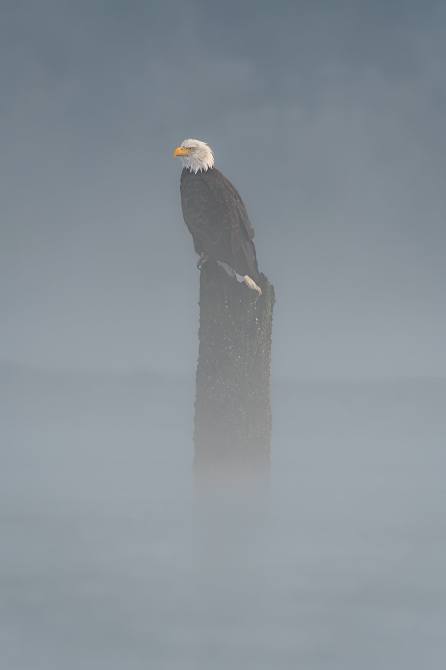 Bald Eagle on Piling in Fog