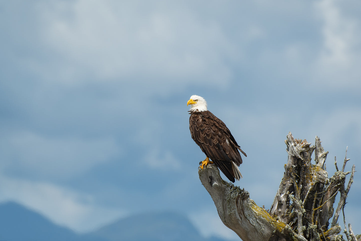 Bald Eagle and Stormy Sky