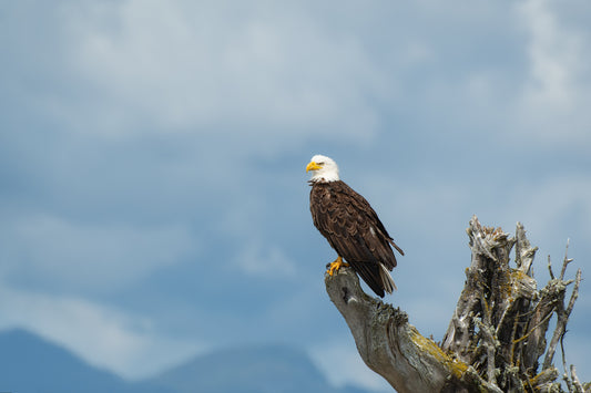 Bald Eagle and Stormy Sky