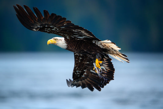 Bald Eagle Breakfast