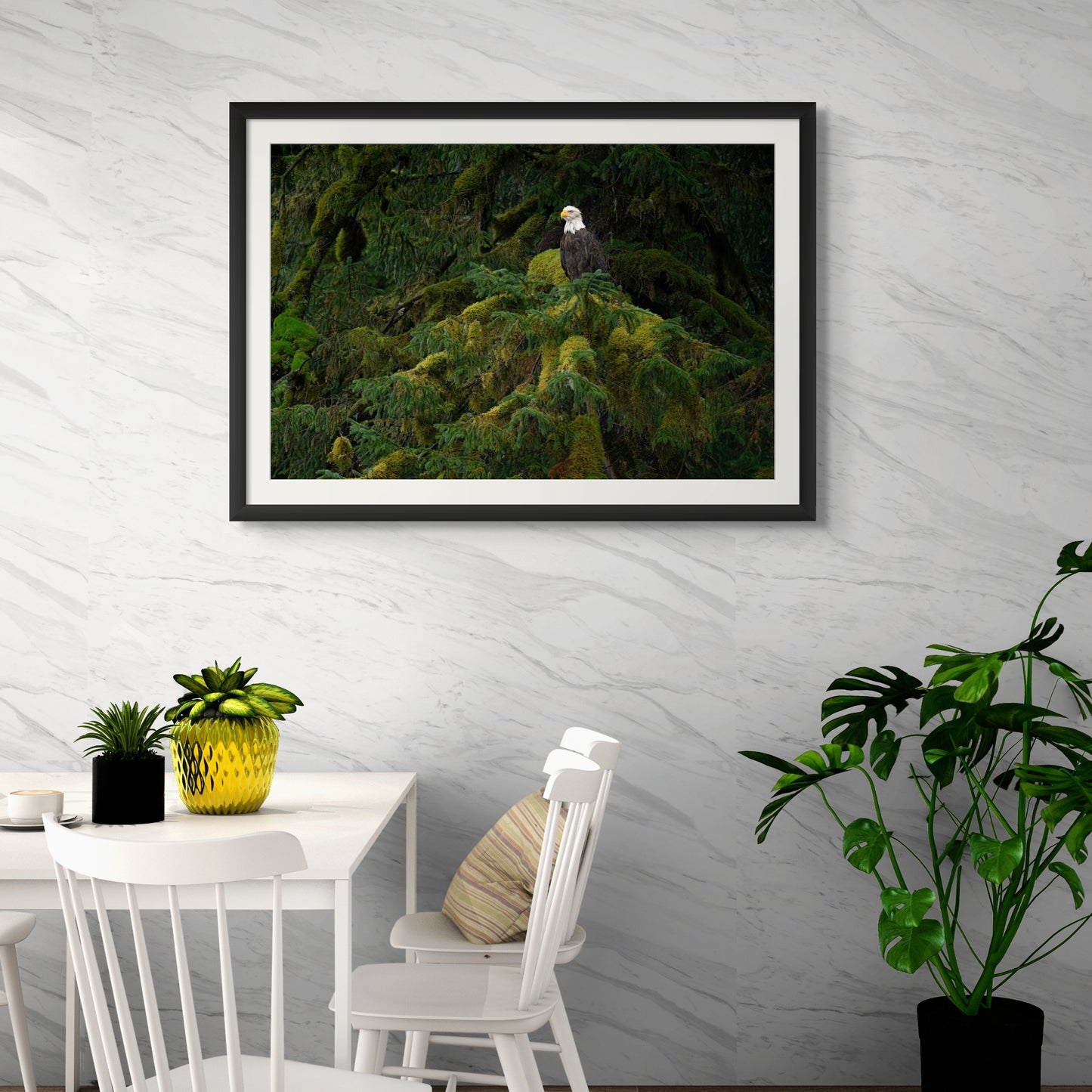 Bald Eagle and Mossy Tree Branch