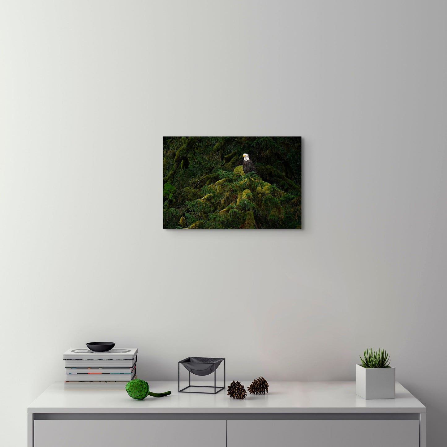 Bald Eagle and Mossy Tree Branch