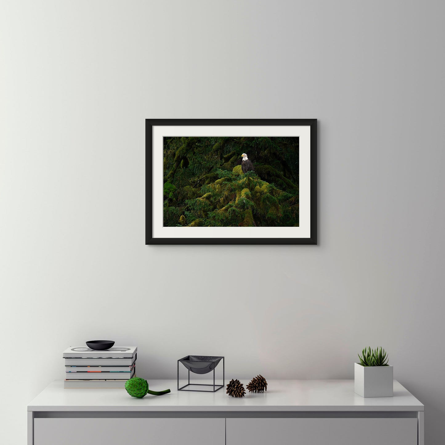 Bald Eagle and Mossy Tree Branch