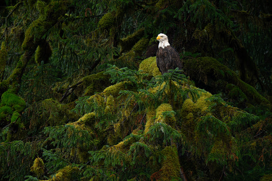 Bald Eagle and Mossy Tree Branch