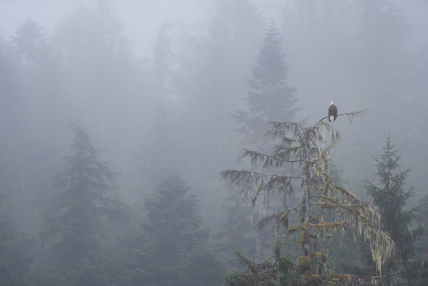 Bald Eagle in the Great Bear Rainforest