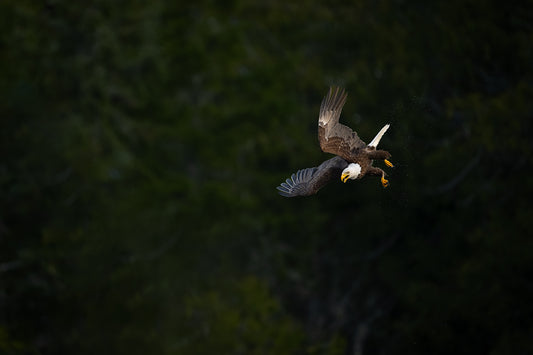 Bald Eagle Ready to Dive