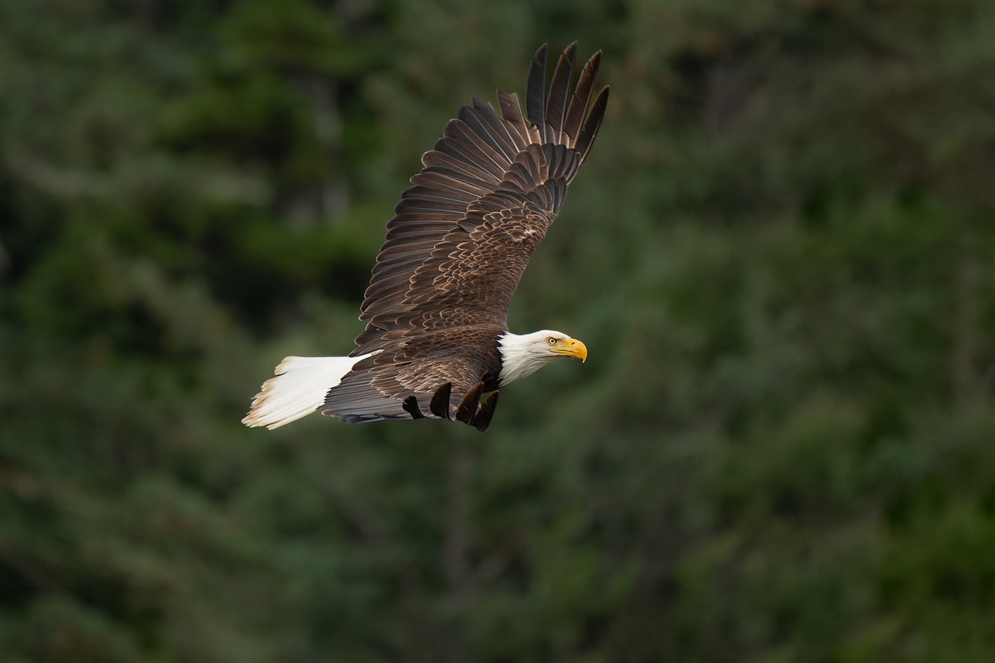 Soaring Bald Eagle