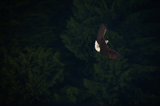 Bald Eagle Hard Turn