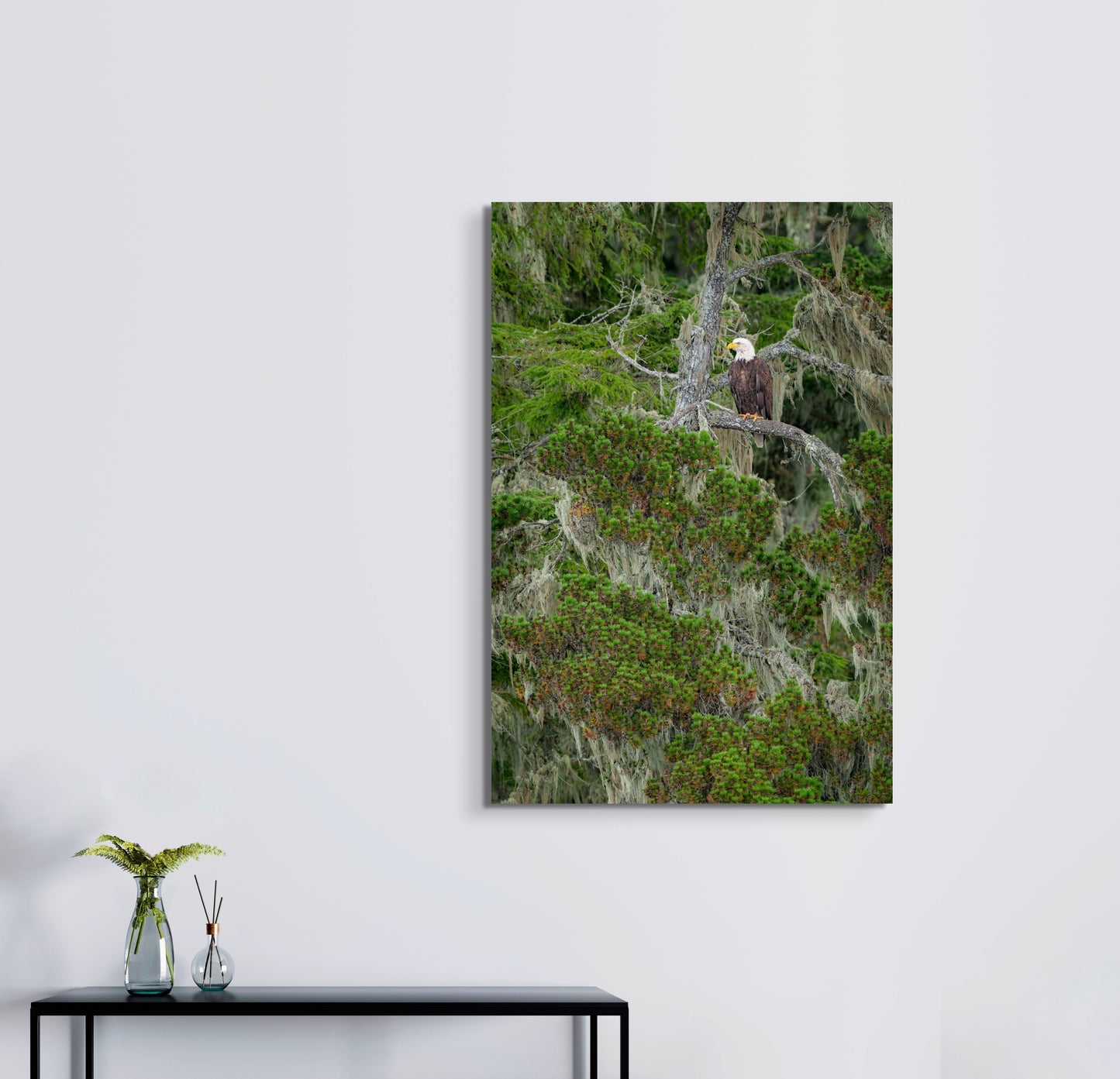 Bald Eagle in Lichen Covered Tree