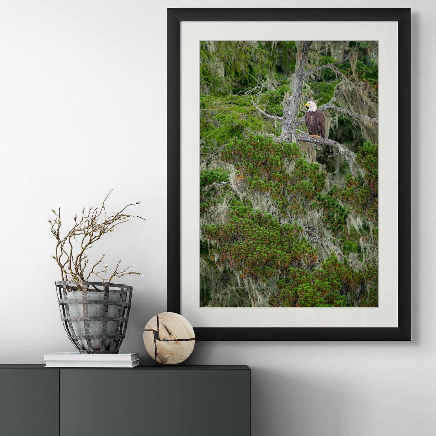 Bald Eagle in Lichen Covered Tree