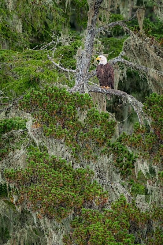 Bald Eagle in Lichen Covered Tree