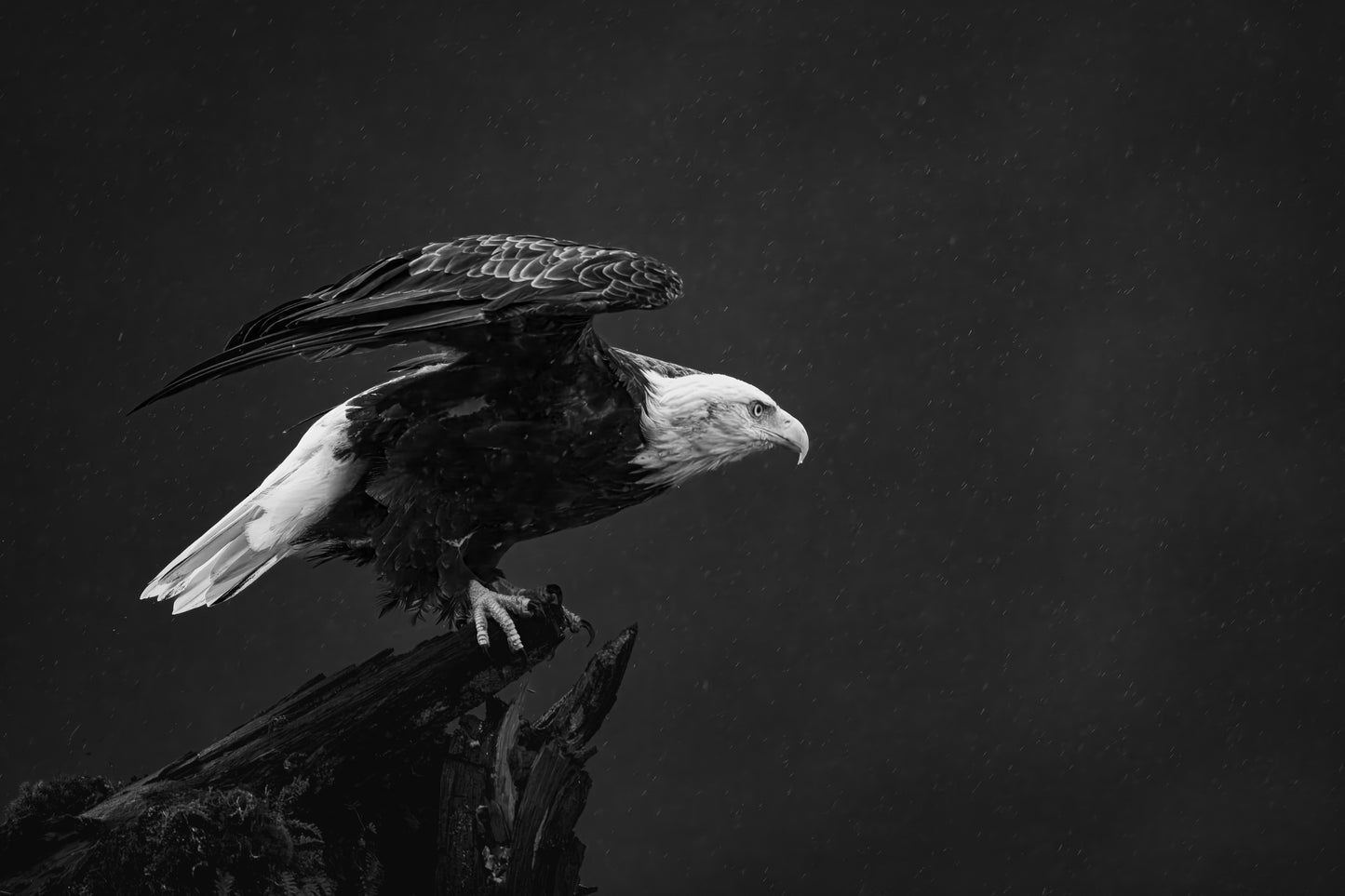 Bald Eagle in A Storm