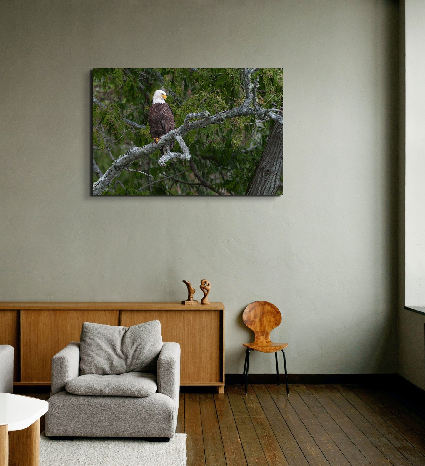 Bald Eagle on a Curved Branch