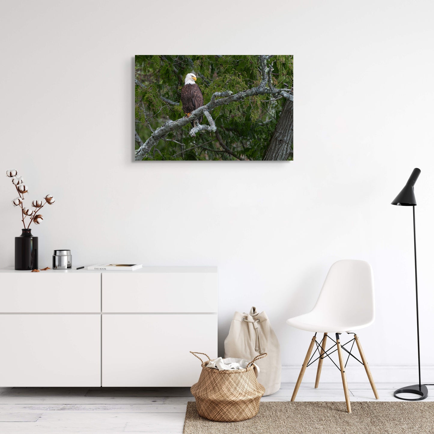 Bald Eagle on a Curved Branch