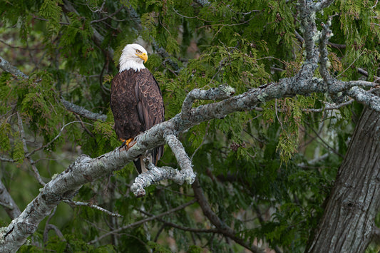 Bald Eagle on a Curved Branch