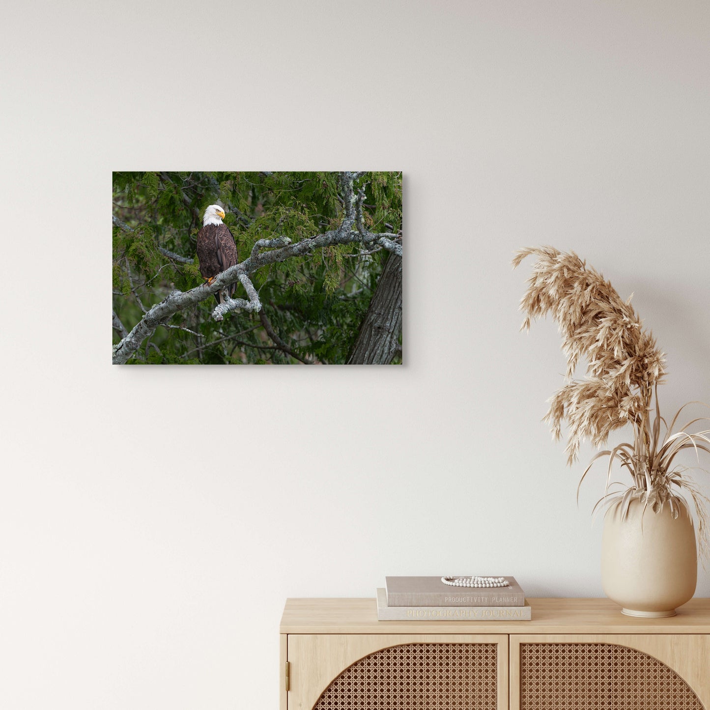 Bald Eagle on a Curved Branch