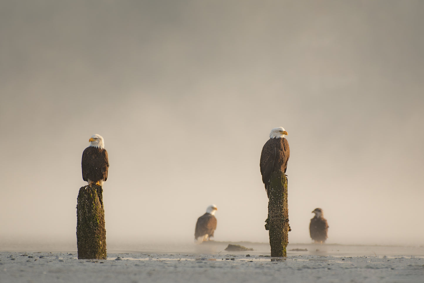 Bald Eagles 2 Up 2 Down