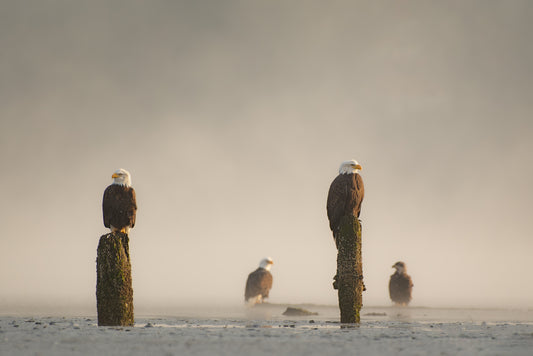 Bald Eagles 2 Up 2 Down