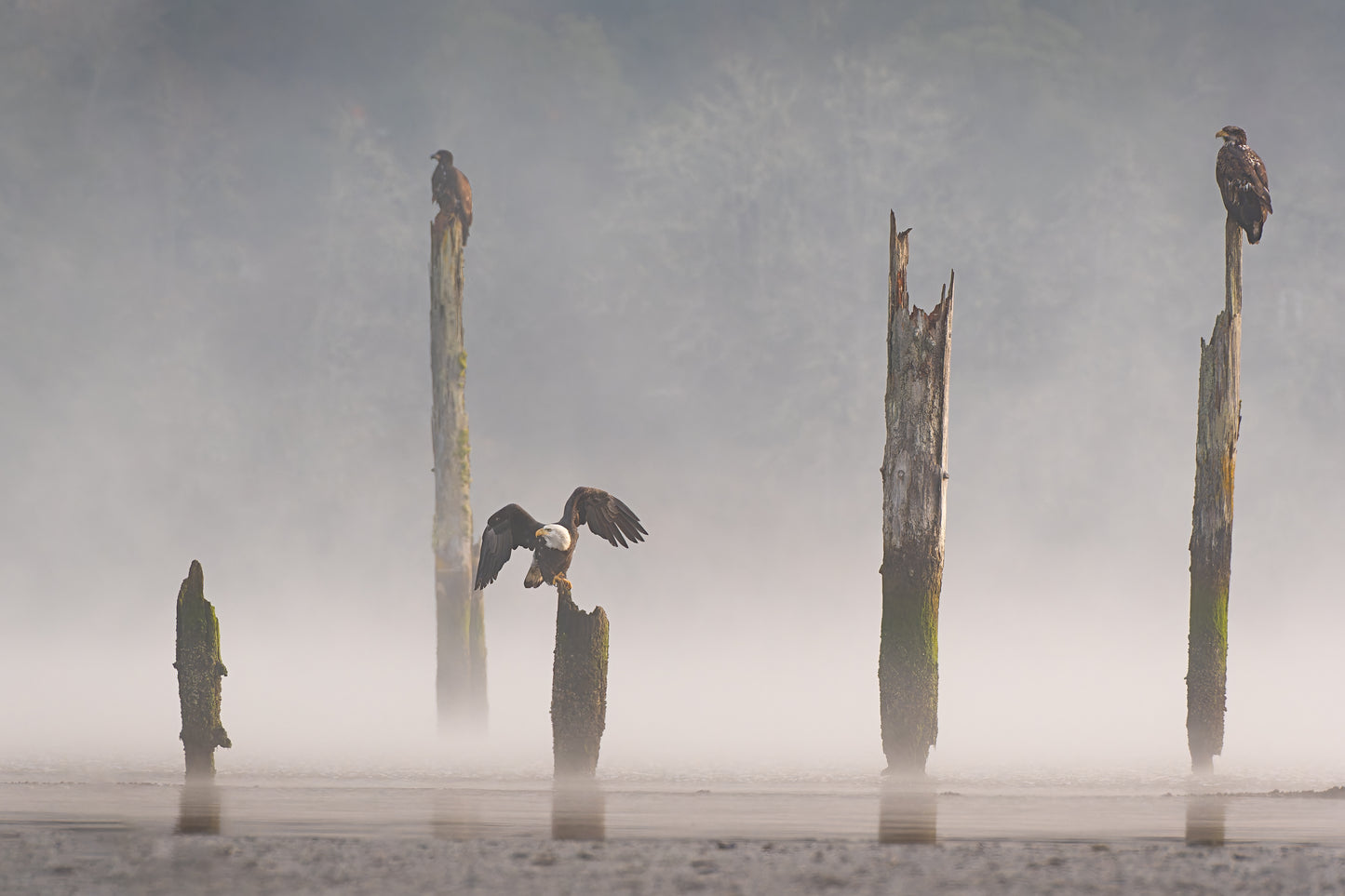 Bald Eagle Piling Takeoff